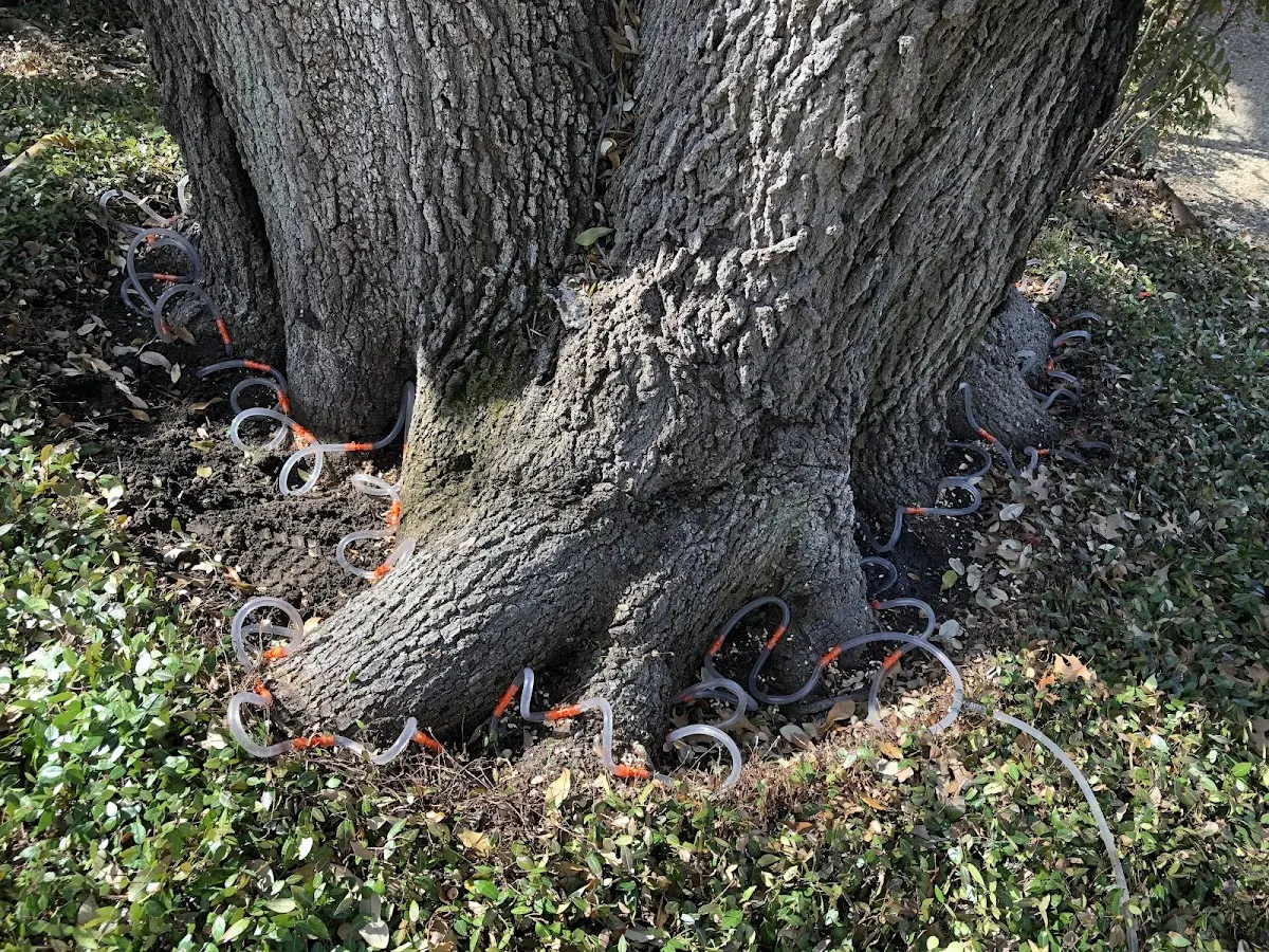 Detailed Tree Cabling and Bracing job site in Entiat