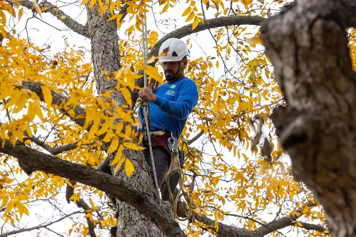 Skilled Tree Planting crew working in Entiat